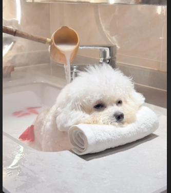 pet grooming and spa service